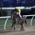 Nuri Bey gewinnt für den Stall KT und Trainer Sascha Smrczek in Neuss. Foto: Dr. Jens Fuchs