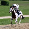 Silvery Moon mit Andrasch Starke am 10.05.2015 beim Aufgalopp in Köln. Foto: Dr. Jens Fuchs