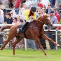 Torquator Tasso deklassiert im Grossen Hansa-Preis die Konkurrenz. www.galoppfoto.de - Sabine Brose