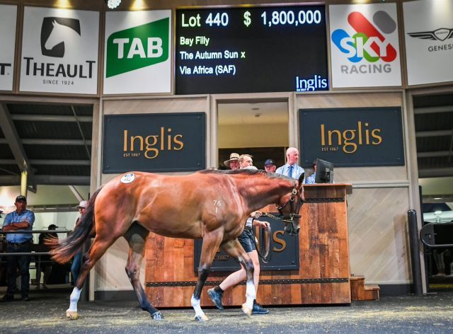 Diese The Autumn Sun-Stute erlöste 1,8 Millionen A-Dollar. Foto: Inglis