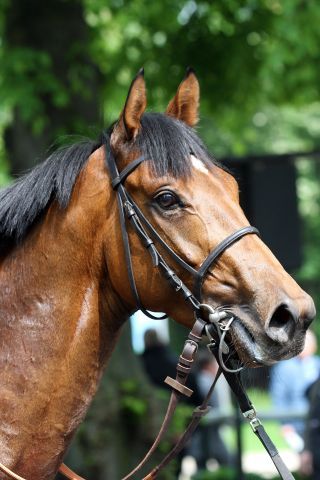 Instigator soll sich am Sonntag im Prix d'Hedouville versuchen. www.galoppfoto.de - Sandra Scherning