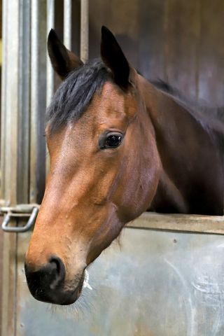 Die Preis von Europa-Zweite Donjah ist eine von zahlreichen Starterinnen am Sonntag Mailand. www.galoppfoto.de - Sandra Scherning