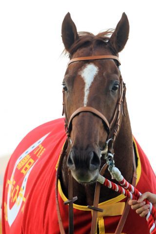 Salios is expected to be one of the leading contenders in the Satsuki Sho. www.galoppfoto.de - Yasuo Ito