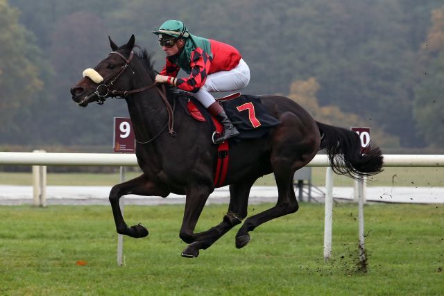 Wintermond, hier bei seinem Sieg in Hoppegarten, steht jetzt bei Peter Schiergen. www.galoppfoto.de - Sabine Brose