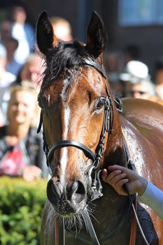 Am Dienstagmorgen in aller Frühe startet Loft im Melbourne Cup. www.galoppfoto.de - Sabine Brose