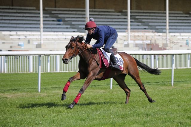 Lot-Nr. 48, eine Almanzor-Stute aus Frankreich. www.galoppfoto.de - Sarah Bauer