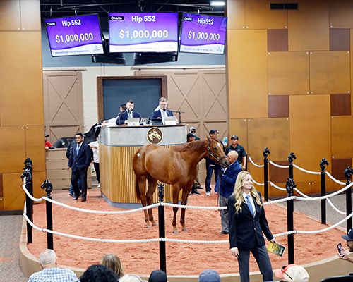 Die Millionen-Stute von Arrogate. Foto: Fasig-Tipton