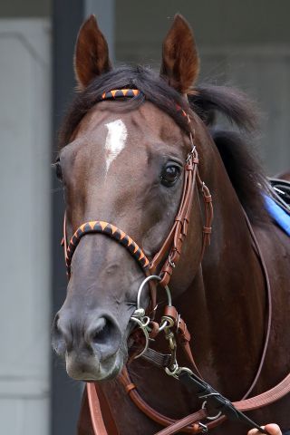 Deutscher Sieg im Premio Vittorio di Capua? Neben Amaron können Calyxa und Magic Artist zum Zuge kommen. www.galoppfoto.de- Sabine Brose/Sorge