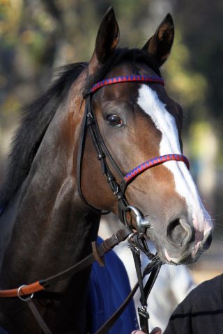 Ito könnte sein Sainsondebüt im Prix Ganay geben. www.galoppfoto.de - Sebastian Höger