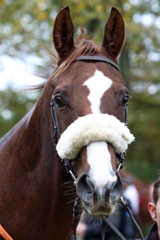 Si Luna könnte als erstes deutsches Pferd 2016 in einem Grupperennen antreten. www.galoppfoto.de - Sabine Brose