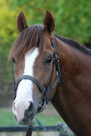 Der Prix Vicomtesse Vigier könnte das Ziel von Sirius sein. www.galoppfoto.de - Sandra Scherning