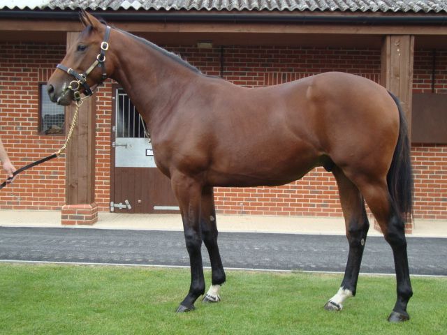 Bei der Tattersalls-Jährlingsauktion, Book 2, kommt der Halbbruder von Nigth Magic (v. Oratio) in den Ring. www.brightwaltonstud.com