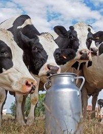 Milchkühe sind das Hauptgeschäft des irischen Farmers John Grogan, "nebenbei" hat er auch ein Rennpferd gezüchtet, aber was für eins .... Foto: Archiv.