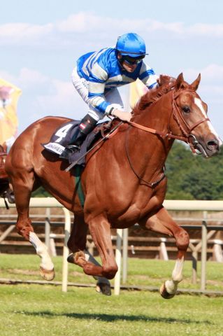 Sordino, Derbyzweiter in Hamburg, und Maidensieger in Hannover-Langenhagen. www.galoppfoto.de