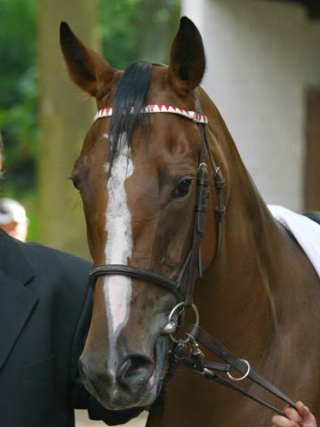 Kenhope, ein €900.000-Auktionskauf, läuft für Dr. Cyrus Poonawalla, dem wichtigsten Mann im indischen Rennsport. Foto: Karina Strübbe