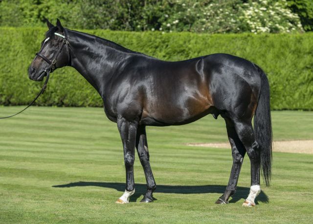 Bated Breath steht inzwischen auch auf deutschen Deckplänen. Foto. Juddmonte