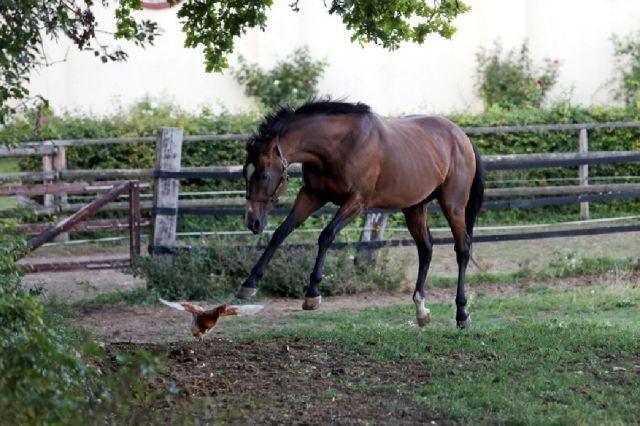 Bei Gestüt Westerbergs Saddex kommt unerwarteter Besuch auf die Koppel geflattert. www.galoppfoto.de - Frank Sorge