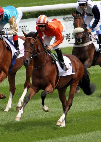 Brisanto - hier mit Daniele Porcu beim Aufgalopp in Düsseldorf. www.galoppfoto.de (Archiv) - Sebastian Höger