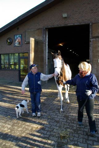 "Das Pferd bringt mir Spaß": Trainer Mario Hofer mit seinem Neuzugang Silvery Moon in Krefeld. www.dequia.de - Frauke Delius