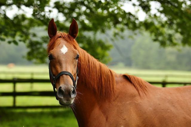 Die Lord of England-Tochter Strawberry, Schwester des Gr. I-Siegers Sirius, legte in Bremen ihre Maidenschaft ab. Foto: www.rennstall-woehler.de - Susanne Wöhler