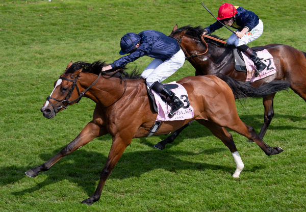Capulet holt sich die Dee Stakes. Foto: courtesy by Coolmore