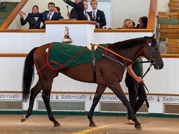 Für Operating geht es nach Saudi-Arabien. Foto: Tattersalls