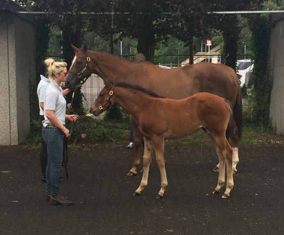 Crystal Gaze mit dem Frankel-Fohlen - der erste Nachkomme seines berühmten Vaters, der öffentlich verkauft wurde. Foto: Bea Grewe