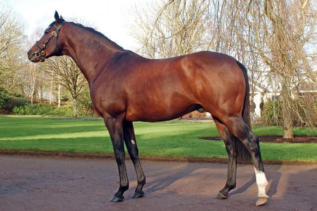 Das Maß aller Dinge: Der Champion Galileo im Coolmore Stud. www.galoppfoto.de - John James Clark