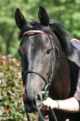 Der ehemalige Ittlinger Lauro steht jetzt im Haras de Corlay. www.galoppfoto.de - Sandra Scherning