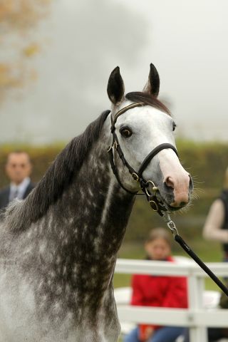 Gut gebucht ist der neue Etzeaner Stallion Jukebox Jury. Foto: Bea Huck