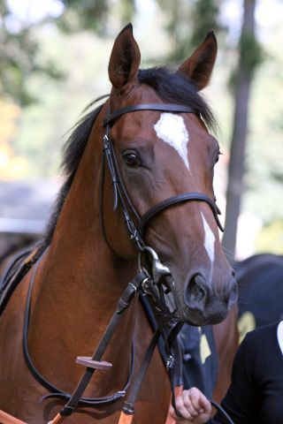 Mawingo (Tertullian) wird Deckhengst in Australien. www.galoppfoto.de - Sabine Brose