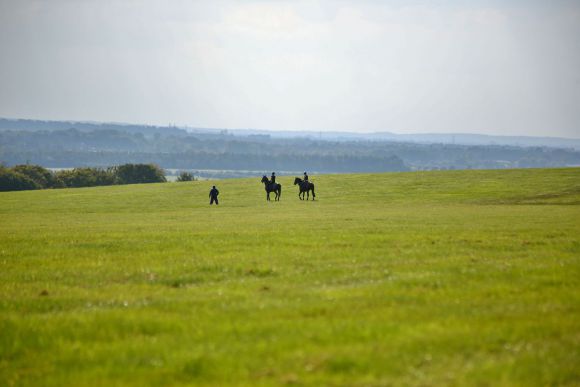 Viel Platz gibt es auf der Quarantänestation in Newmarket und den hat Protectionist auch ausgenutzt .... Foto: www.rennstall-woehler.de - Susanne Wöhler 