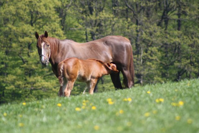 Mutterstute mit Nachwuchs auf der Koppel. Foto: Gestüt Ohlerweiherhof