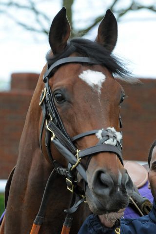 Großverdiener Frankel ... www.galoppfoto.de - John James Clark