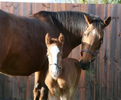 Frankels kleiner Bruder (Galileo) mit seiner Mutter Kind. www.juddmonte.com