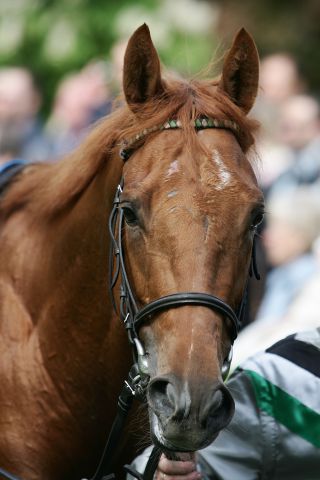 Gestüt Ebbeslohs Empoli wechselte bei Arqana für €580.000 den Besitzer. www.galoppfoto.de - Frank Sorge