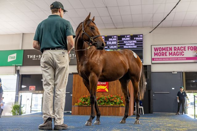 Der Hengst von Harry Angel. Foto: Magic Millions