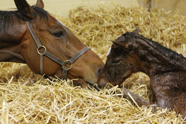 Am Tag der Geburt: Danedrop und Danedream, die Mutter der Arc-Siegerin wurde 2005 verkauft. www.galopponline.de