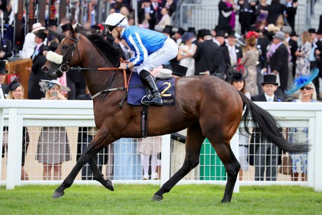 Hello Youmzain unter Kevin Stott, hier in Royal Ascot. www.galoppfoto.de - Sandra Scherning