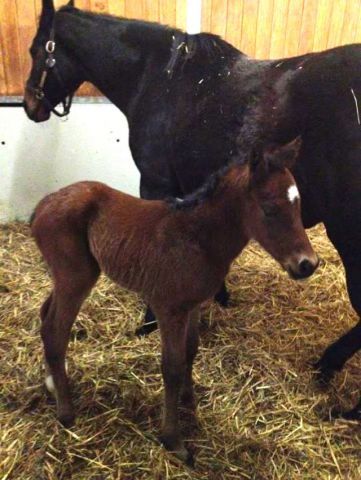 Ein ganz besonderes Hengstfohlen kam in Fährhof zur Welt (auf dem Foto eine Stunde alt): Die Mutter So Squally ist eine rechte Schwester von Shirocco, der Vater niemand Geringeres als Galileo. Foto: Gestüt Fährhof