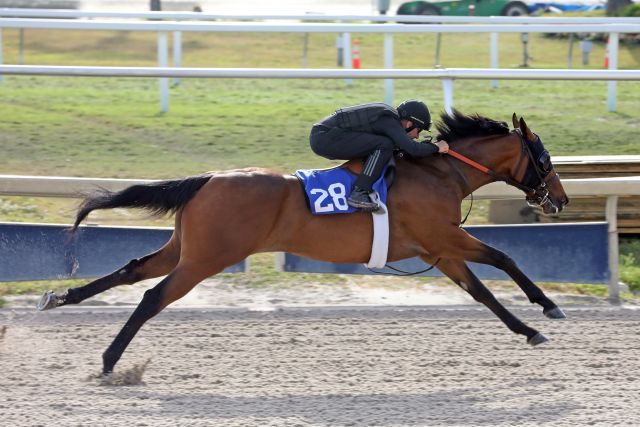 Der Nyquist-Salestopper beim Breezing. Foto: Fasig-Tipton