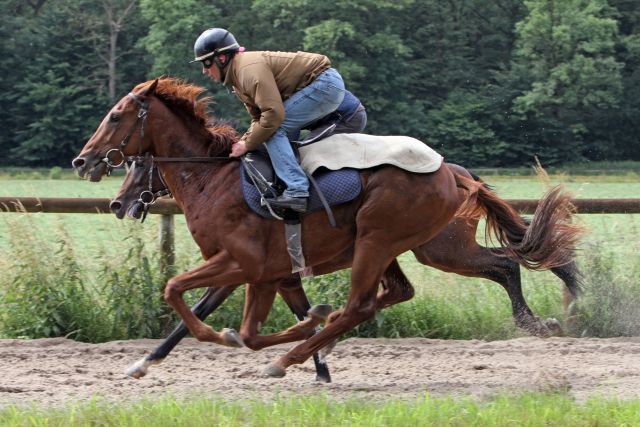 Hoffnungsträger Stellato - hier mit Rastislav Juracek bei der Morgenarbeit - läuft jetzt im Schweizer Derby. www.galoppfoto.de - Sabine Brose