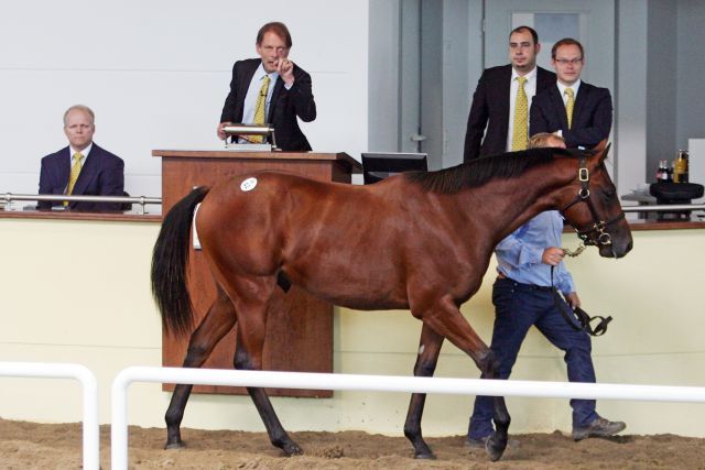 German Thoroughbred at the BBAG-Yearling-Sales on Friday, 4th September 2015. www.galoppfoto.de - Sarah Bauer