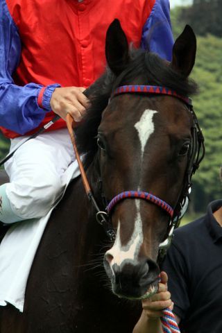 Schlenderhans Illo gewinnt auch den DEVK Jubiläums-Cup in Köln. Foto: Sandra Scherning