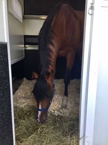 Rosenpurpur wird von Taxi4Horses nach England gefahren. Foto: privat