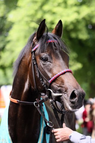 Auch der ehemalige Schlenderhaner Mehl-Mülhens-Sieger Irian gehört zum Starterfeld im Audemars Piquet QE II Cup in Sha Tin. www.galoppfoto.de