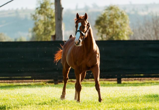 Justify in Kentucky. Foto: courtesy by Coolmore