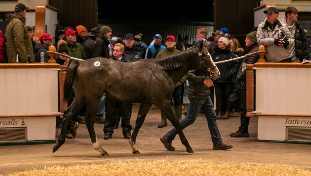 Diesen Havana Grey-Sohn ersteigerte Philipp von Stauffenberg. Foto: Laura Green/Tattersalls