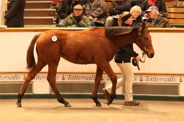 Mascaret als Fohlen in Newmarket. Foto: Tattersalls