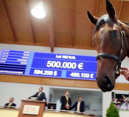 Lot 182 Dschingis Revenge wird für 500 000 Euro versteigert. www.galoppfoto.de - Frank Sorge